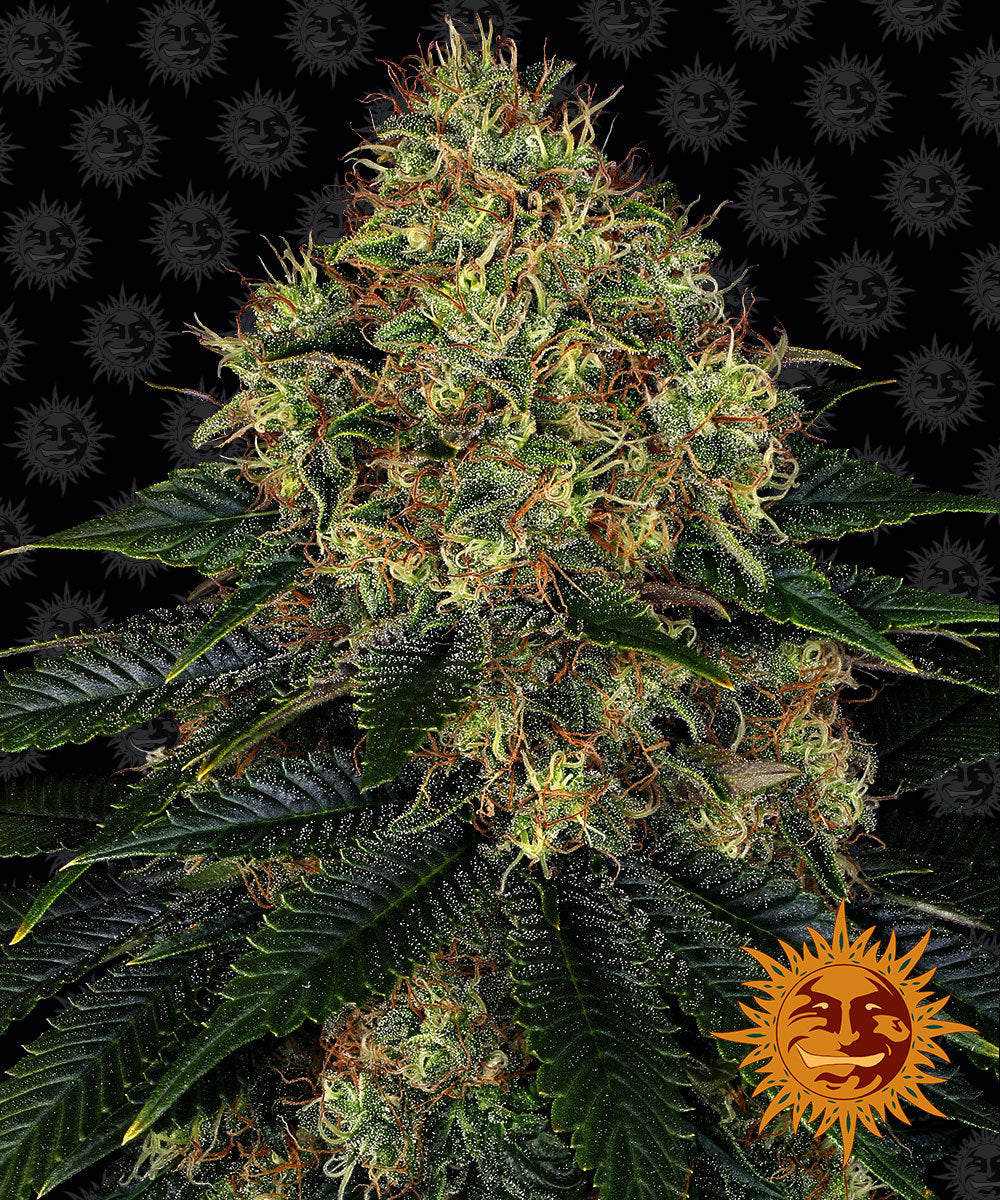 Skywalker OG Auto Feminized Cannabis Seeds Feminised