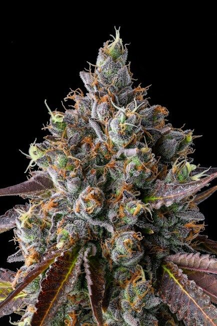 COMPOUND GENETICS STRAWBERRY SKRILLA FEMINIZED CANNABIS SEEDS