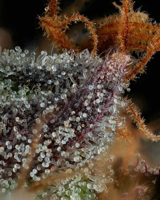 STRAWBERRY SKRILLA (FEM)