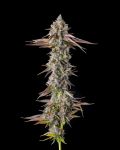 STRAWBERRY SKRILLA (FEM)
