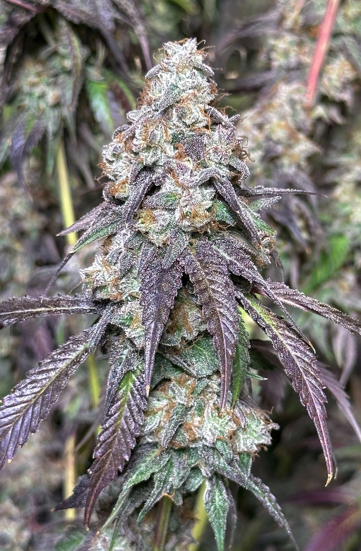 CAJUN MOON BX seed product image
