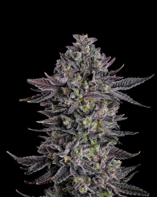 THE SCROOGE Feminized Cannabis Seeds
