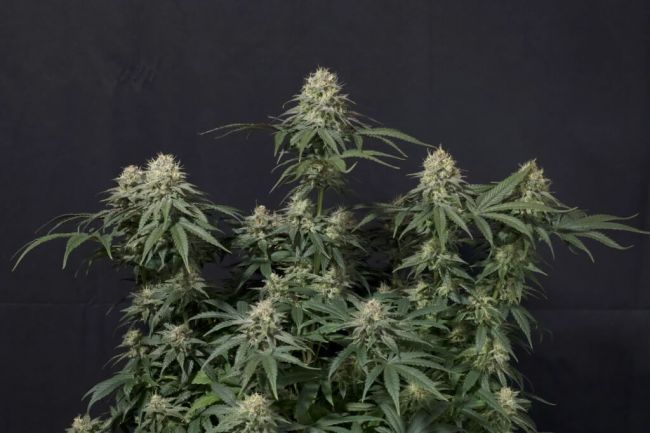 Tropicana Cookies FAST Fem FastBuds