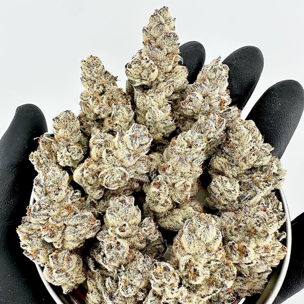 Wicked Fabuloso (Sherb N' Sour x Baker’s Dozen) FEM