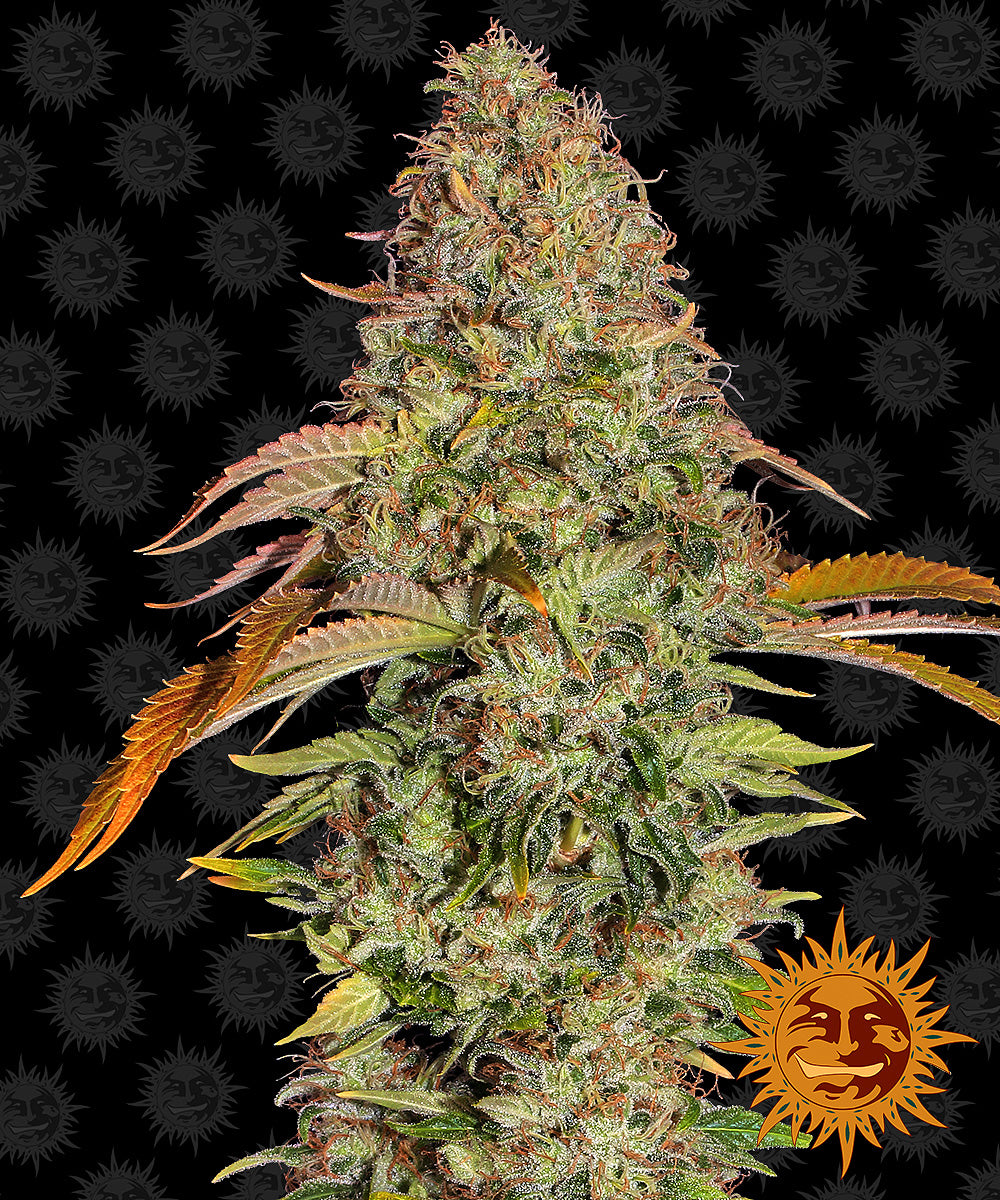 Zkittlez OG Auto Cannabis Seeds Feminized feminised