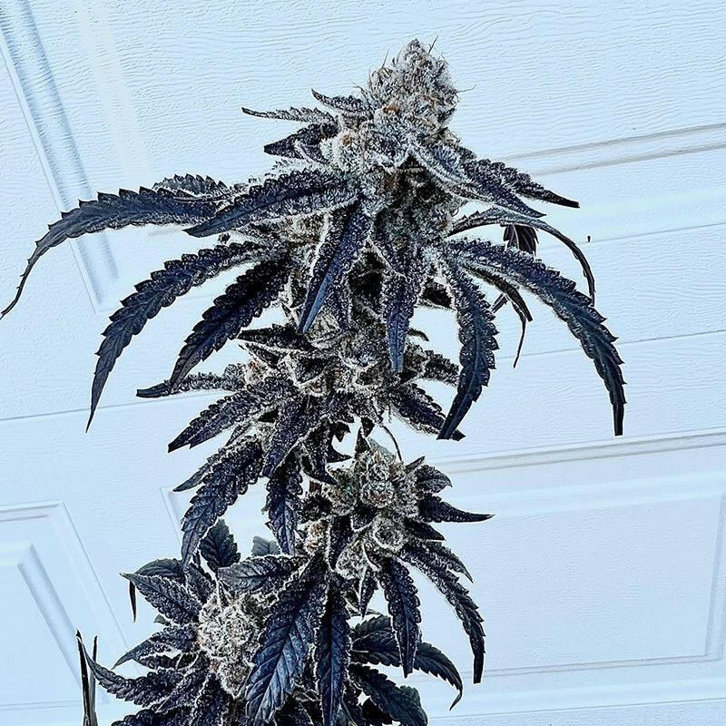 Exotic Genetix 100K fem seeds