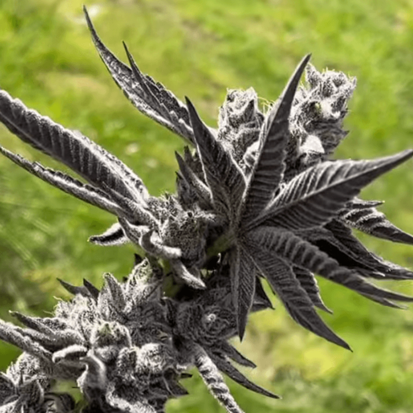 Strawberry Gary Cannabis Seeds Exotic Genetix