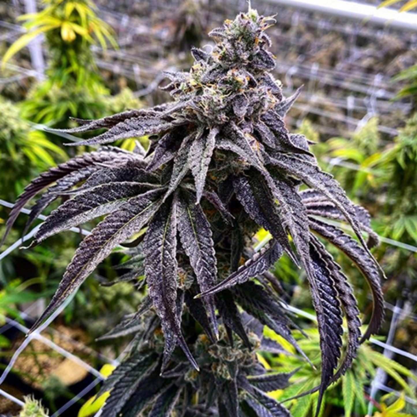 Wet Betty Cannabis Seeds Exotic Genetix
