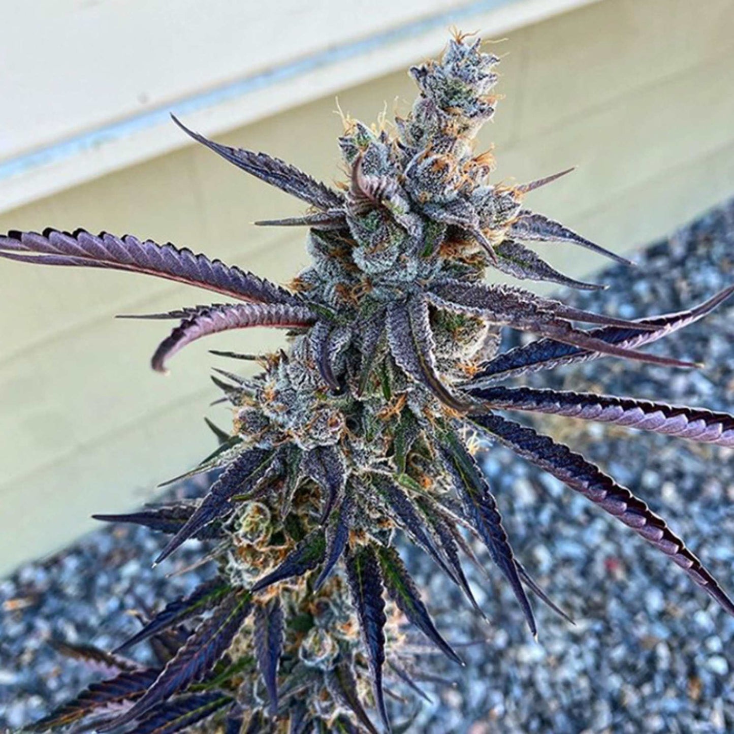 Red Runtz Cannabis Seeds Exotic Genetix