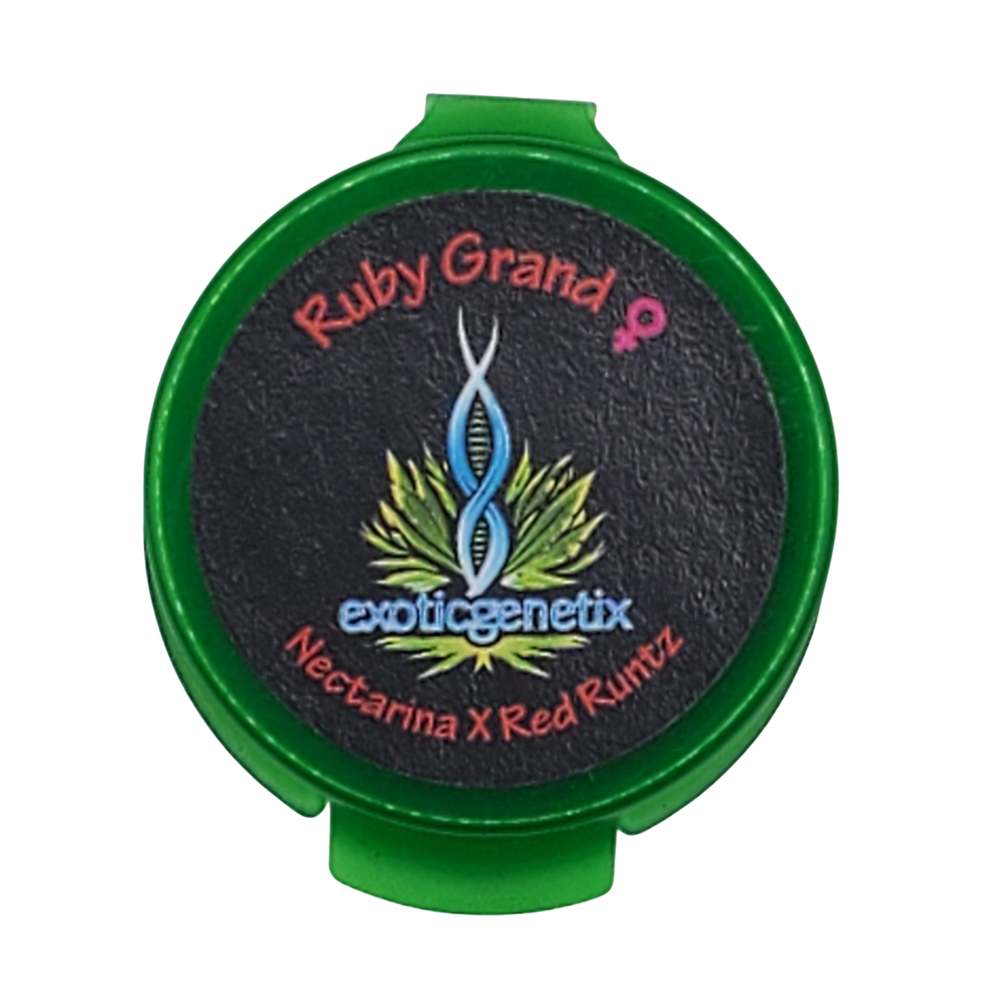 Ruby Grand (Nectarina x Red Runtz) freebie