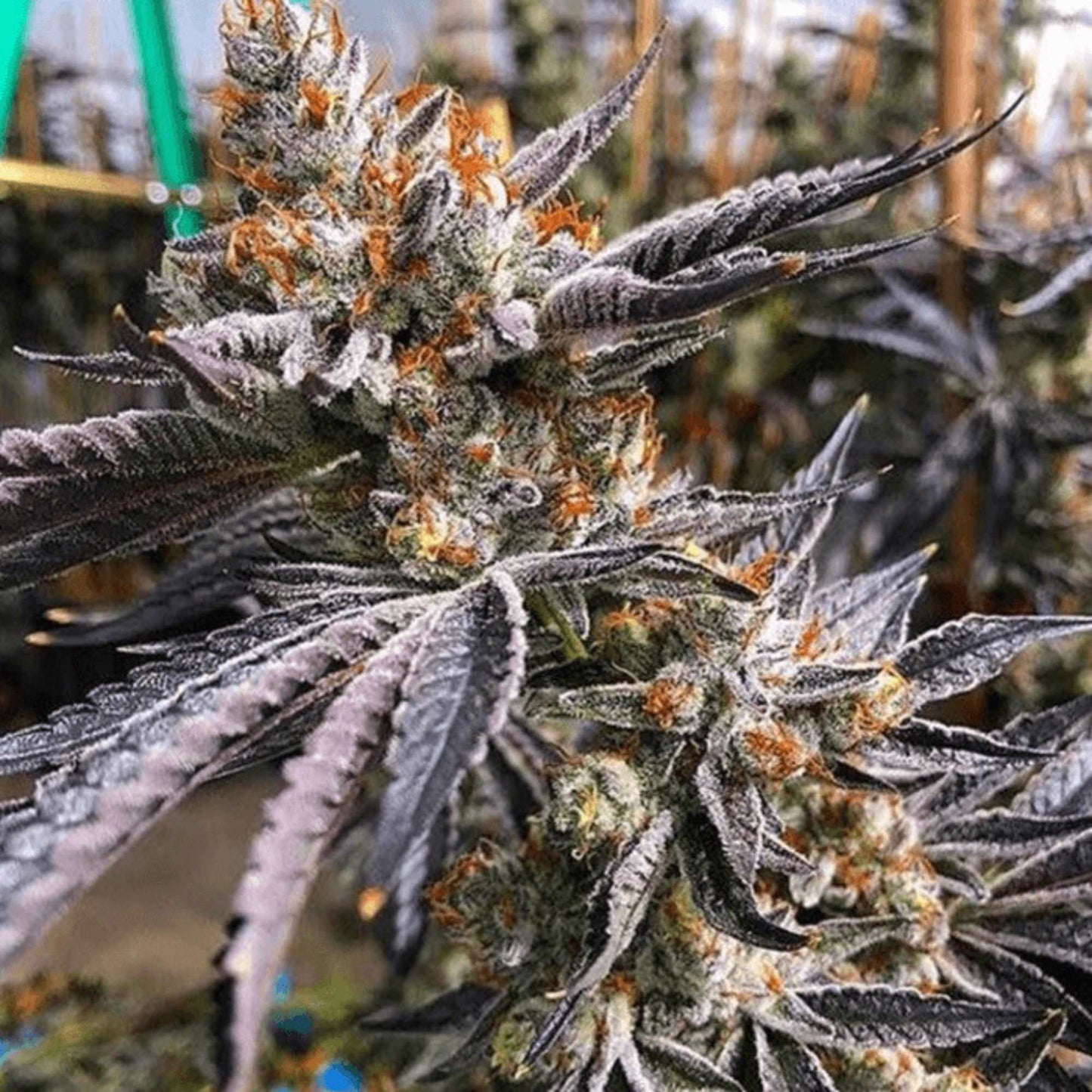 Mint Chocolate Chip Cannabis Seeds Exotic Genetix
