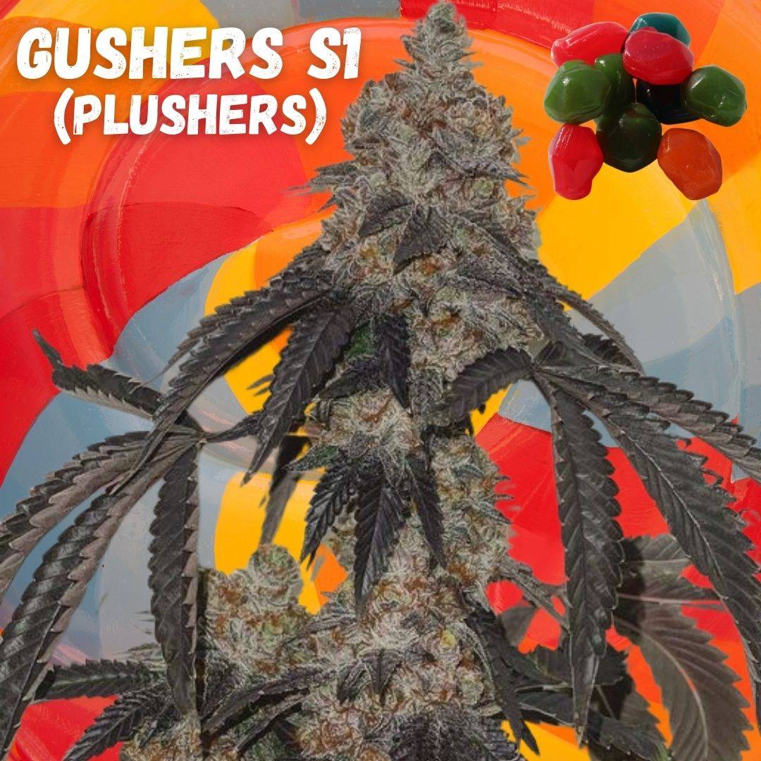 Gushers S1 Seeds