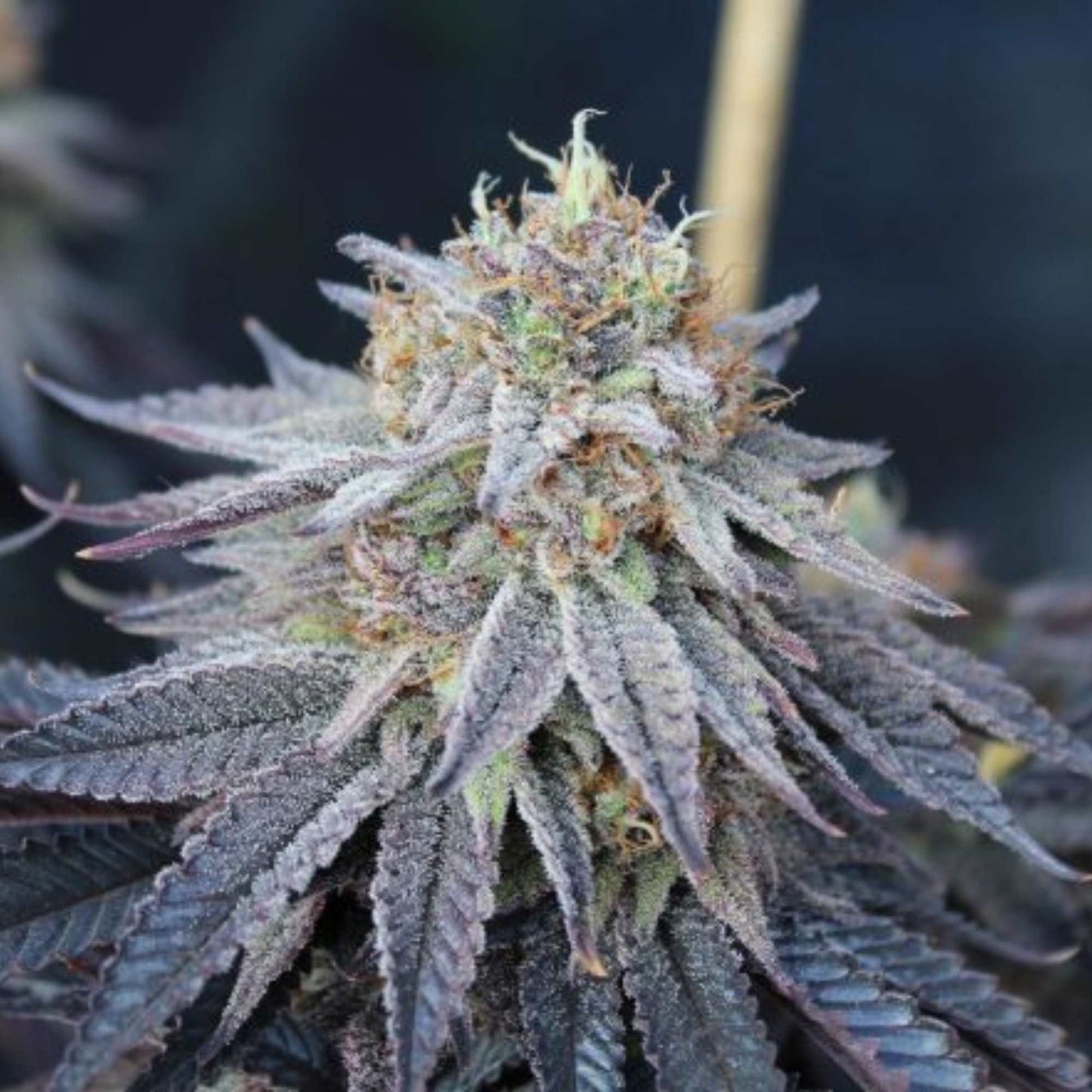 Halo Cannabis Seeds
