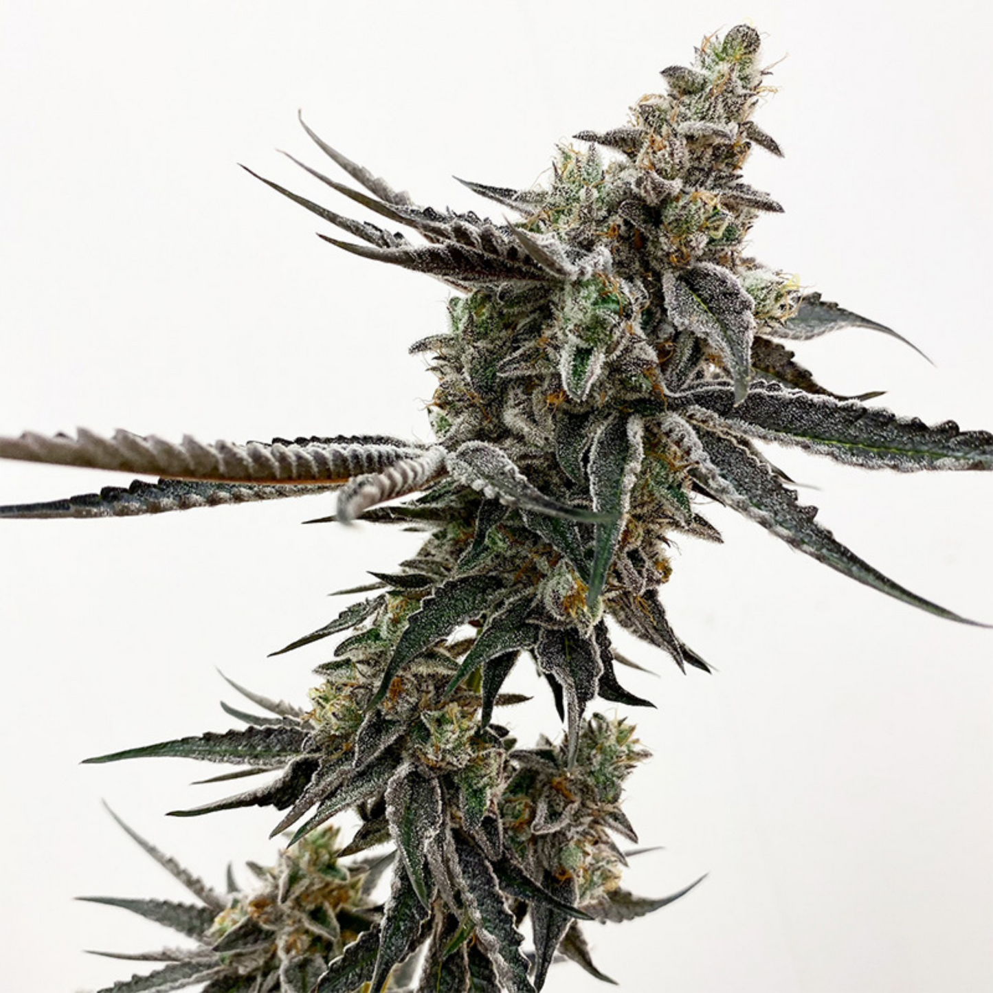 Southern Sugar Cannabis Seeds Exotic Genetix