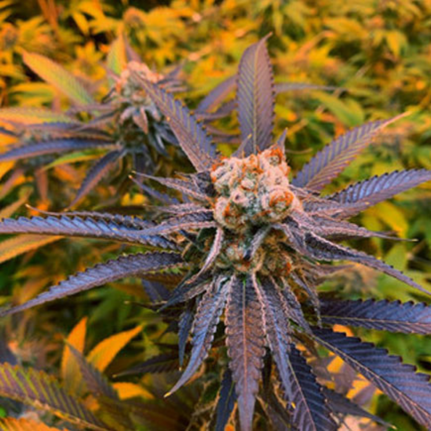 Strawberries & Cream Cannabis Seeds Exotic Genetix