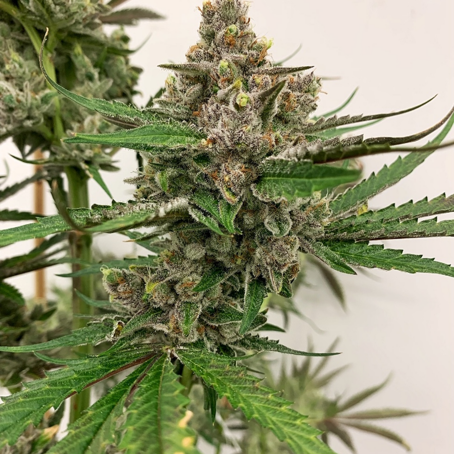 Strawberries and Cream (regs)