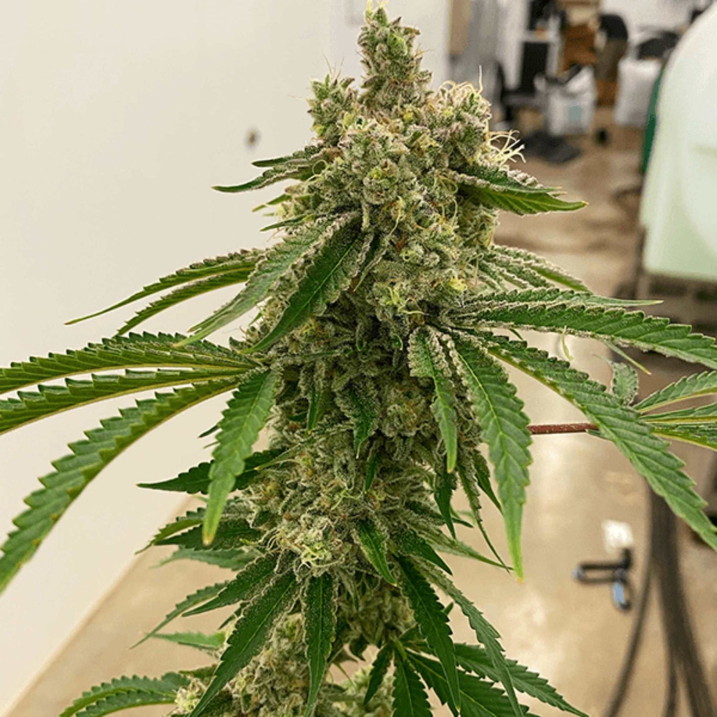 Lemon Drip Cannabis Seeds Exotic Genetix