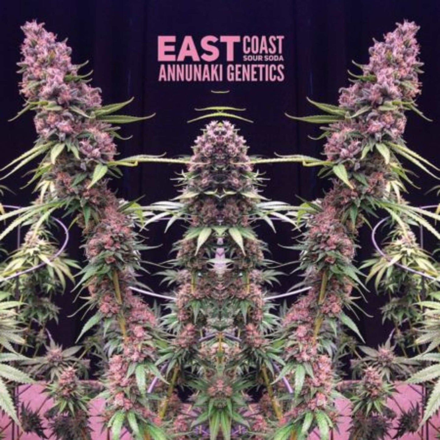 East Coast Sour Soda (ECSS) (regs)