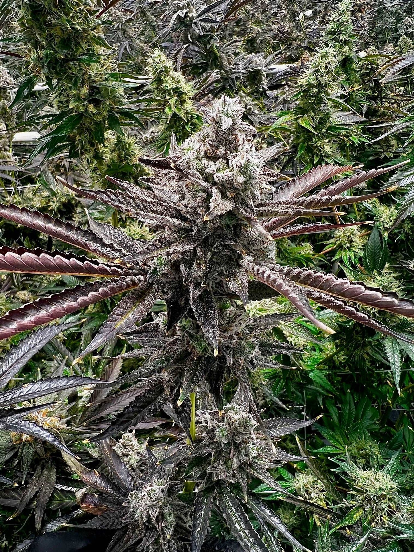 Cherry Cosmo Seeds Exotic Genetics Bakers Dozen