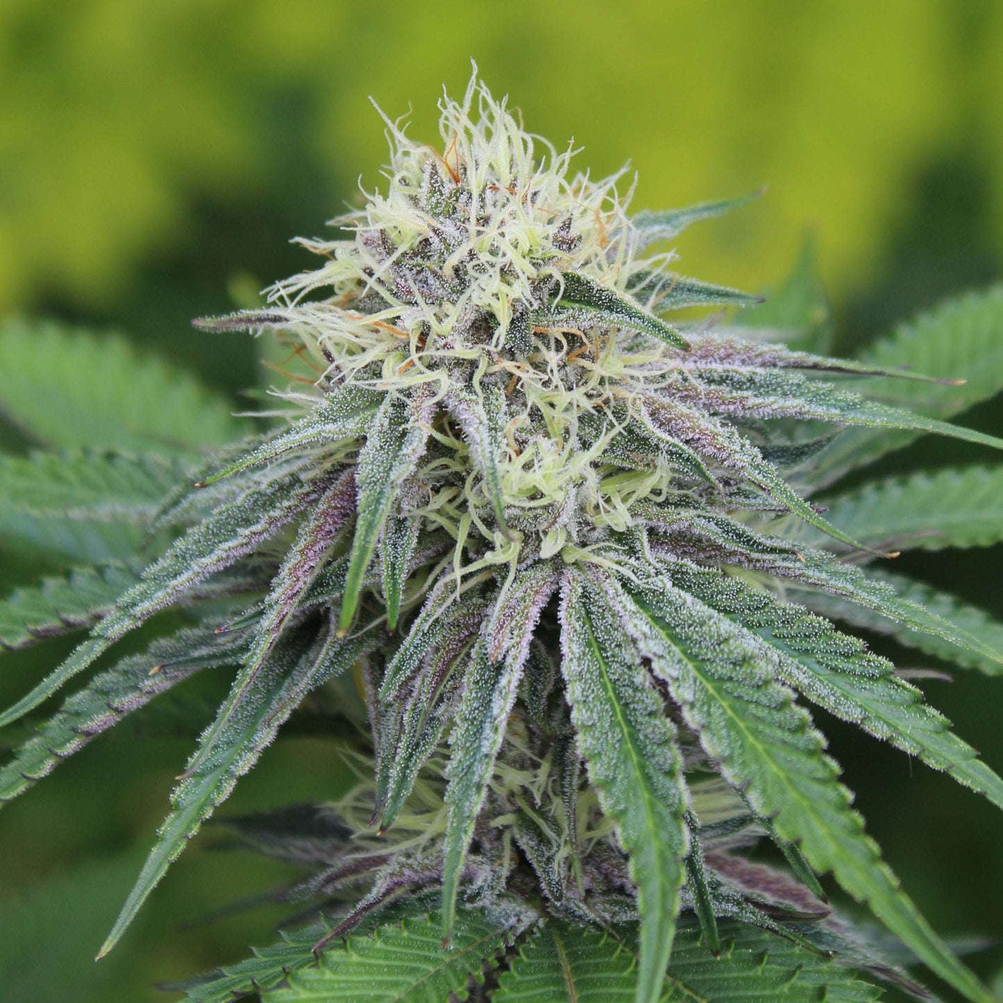 Divine LemonAid Annunaki Genetics