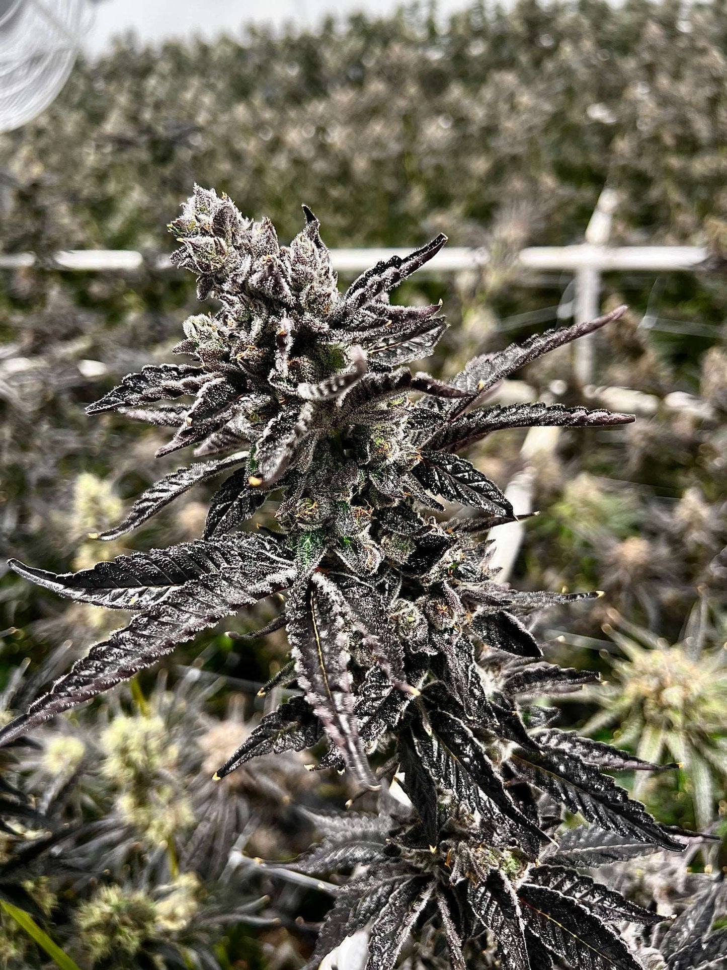Dream Factory Seeds Exotic Genetics Bakers Dozen