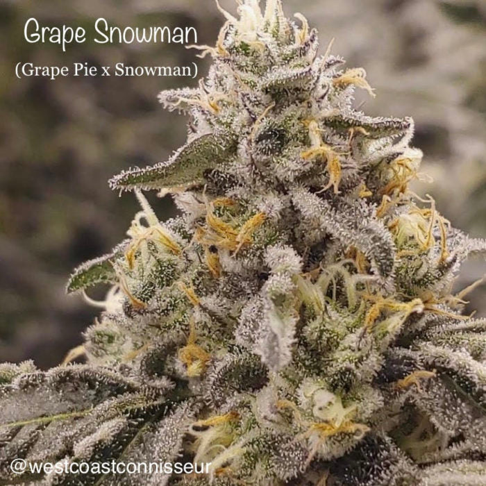 Grape Snowman (F)