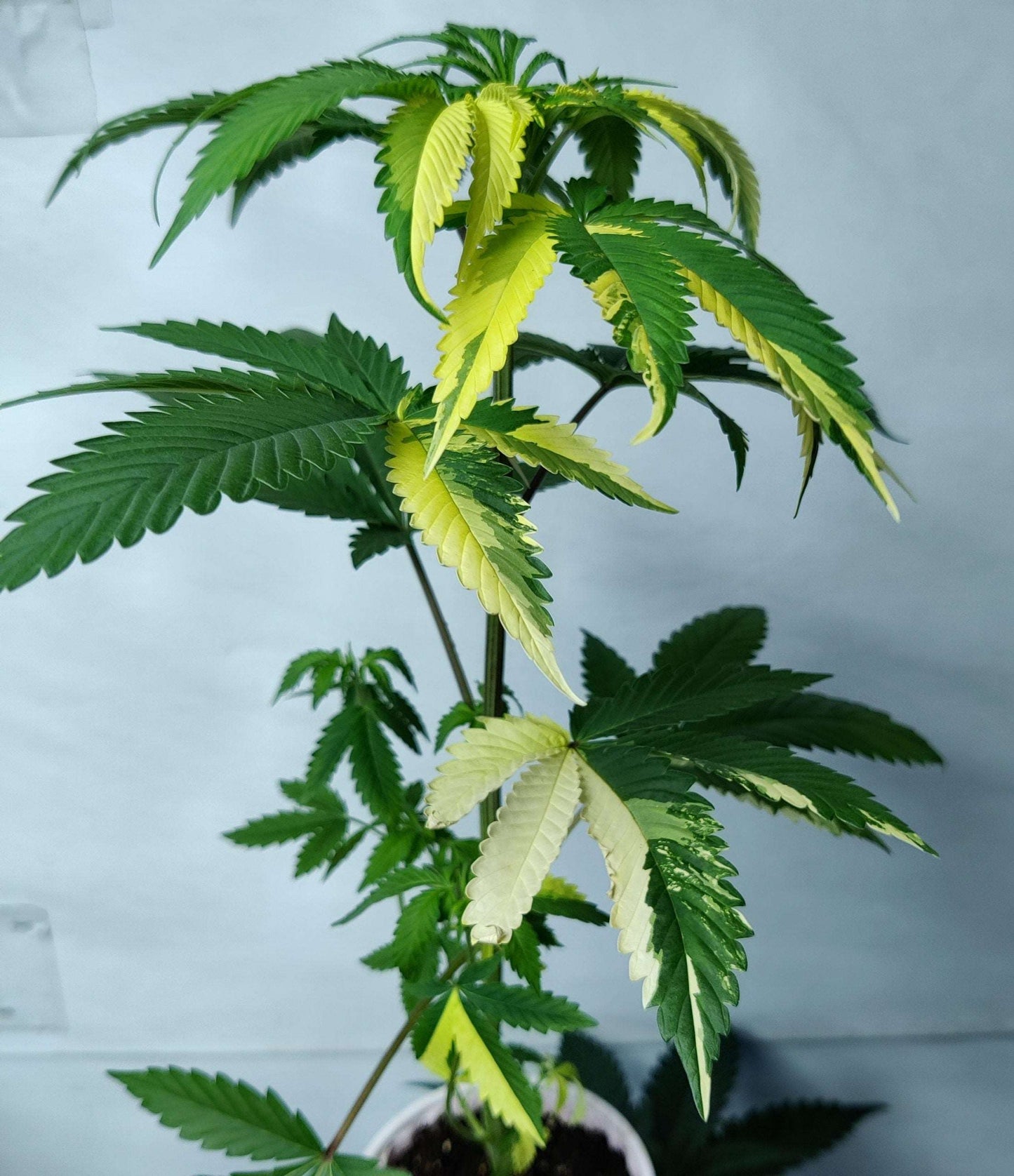 Divine LemonAid - Pink LemonAid #2 x Divine Spirit