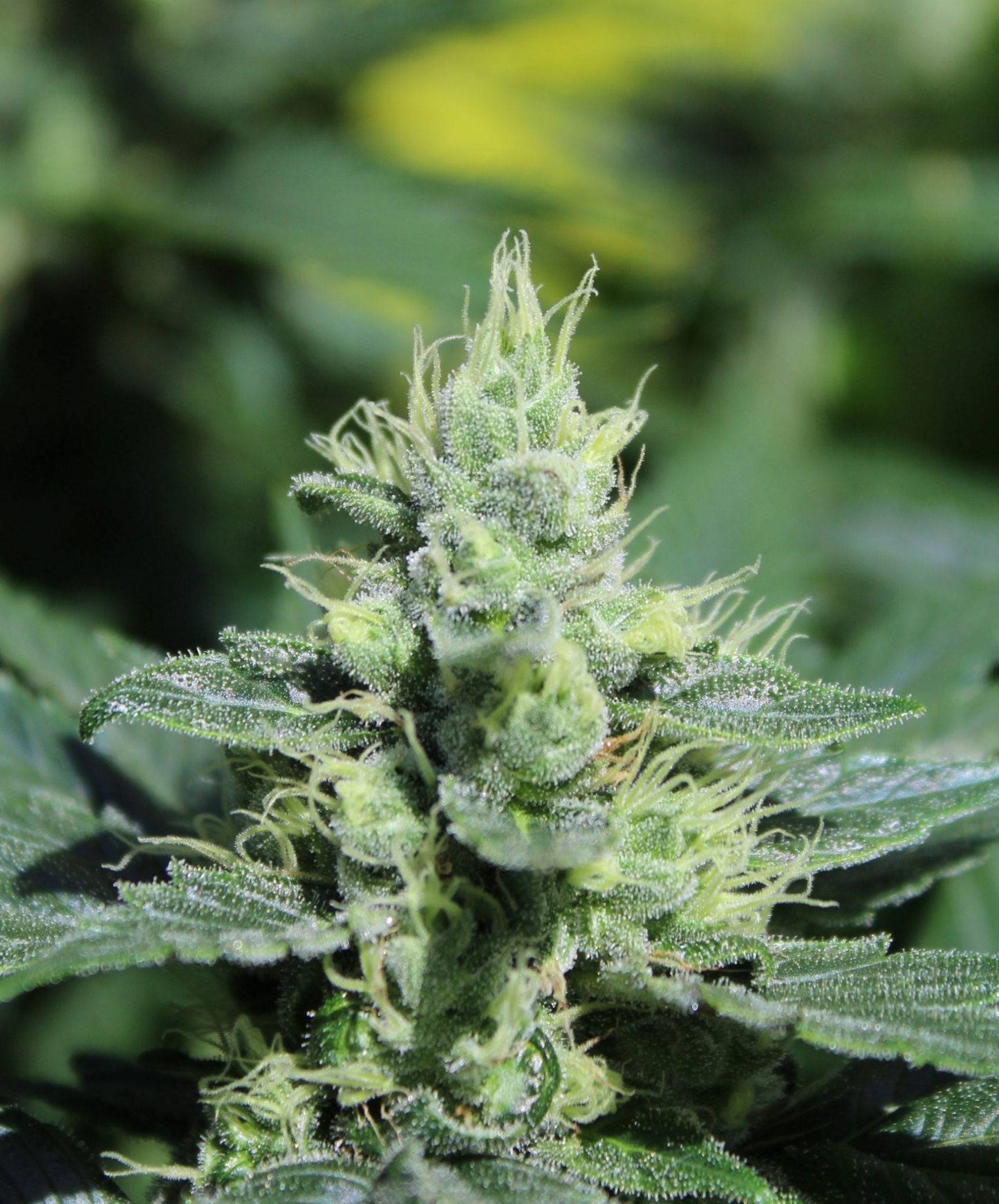 Double Duck (mutant) - Moon Duck F4 (webbed-leaf plant) x Duckweb IBL (webbed-leaf plant)