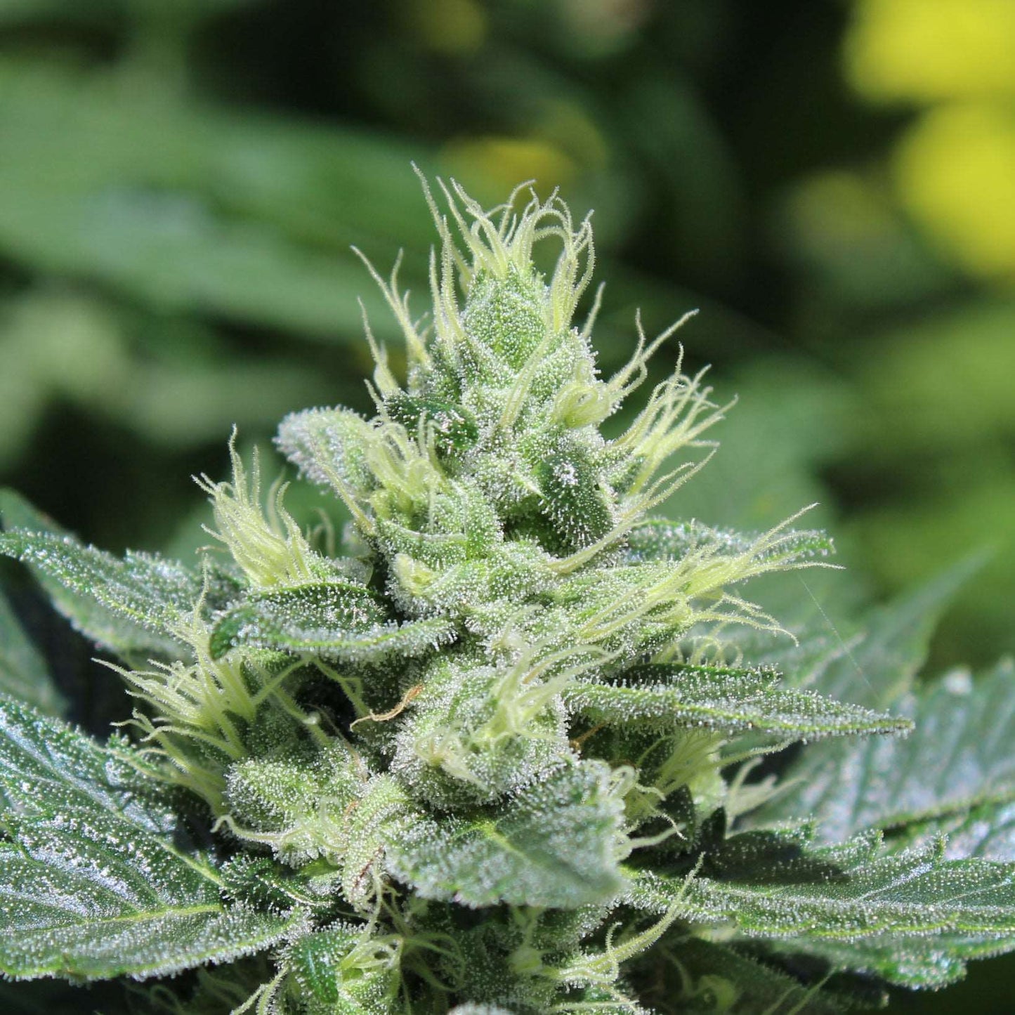 Double Duck (mutant) - Moon Duck F4 (webbed-leaf plant) x Duckweb IBL (webbed-leaf plant)