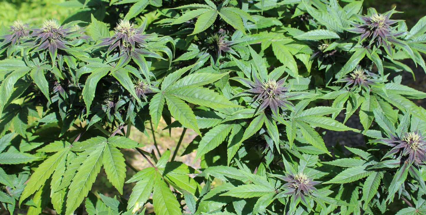 Purple Smooth Leaf (mutant) - Purple Pineapple Express S1 (non-serrate leaf) x (Frisian Duck x Strawberries n’ Cream F3) (non-serrate leaf)