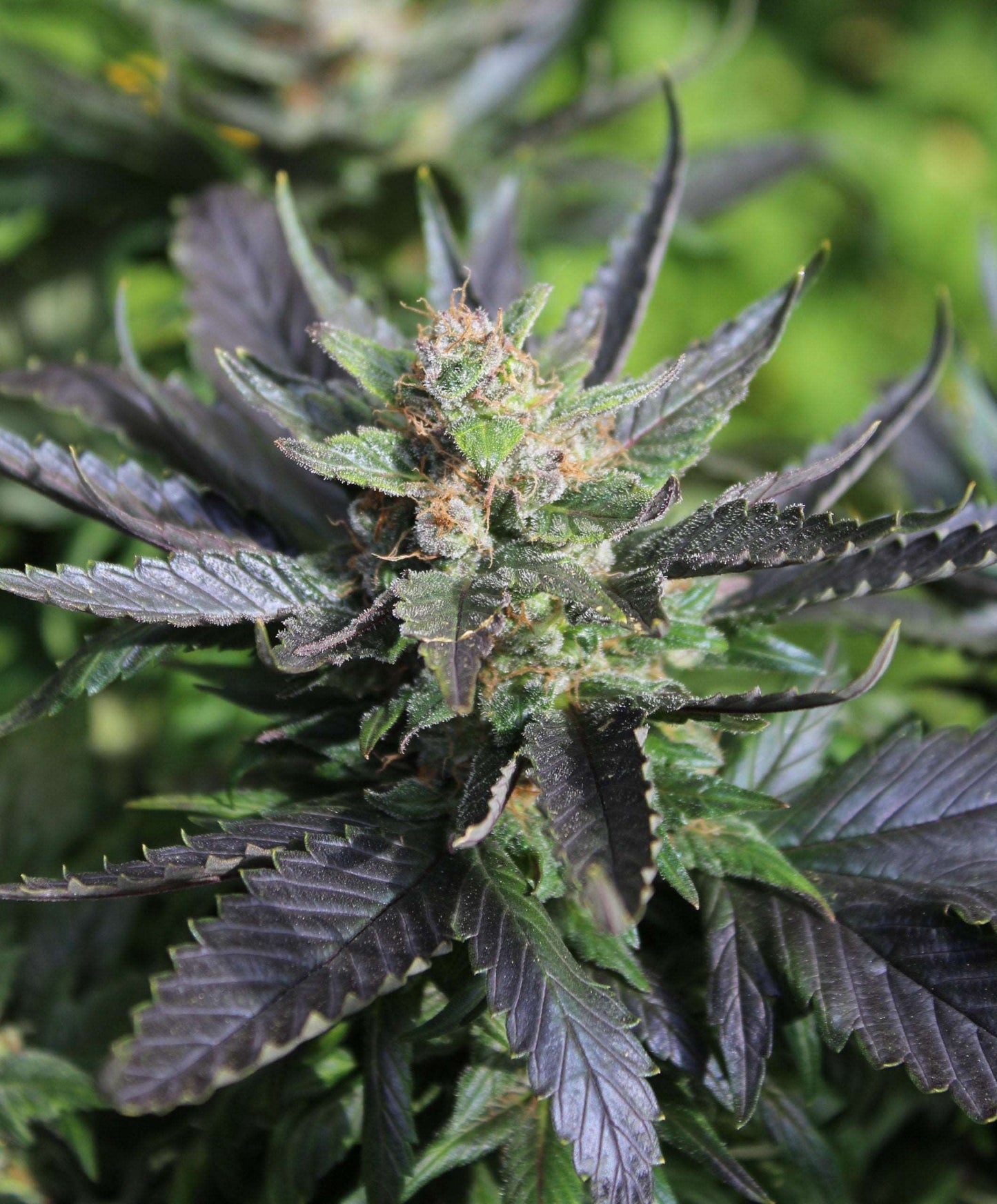 Double Duck (mutant) - Moon Duck F4 (webbed-leaf plant) x Duckweb IBL (webbed-leaf plant) Annunaki Genetics