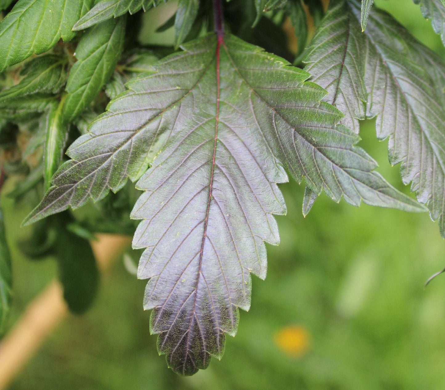 Double Duck (mutant) - Moon Duck F4 (webbed-leaf plant) x Duckweb IBL (webbed-leaf plant)