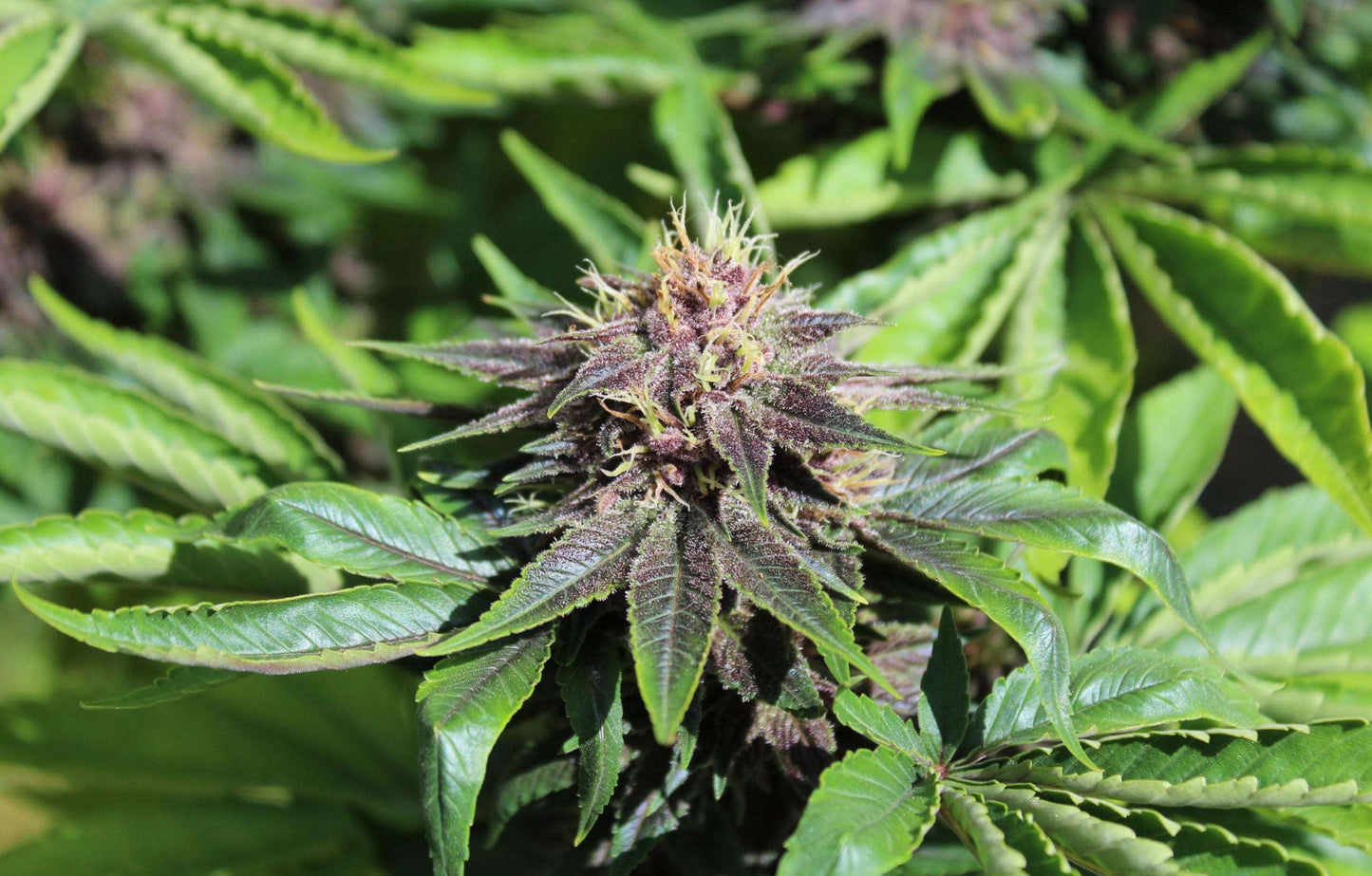 Purple Smooth Leaf (mutant) - Purple Pineapple Express S1 (non-serrate leaf) x (Frisian Duck x Strawberries n’ Cream F3) (non-serrate leaf)