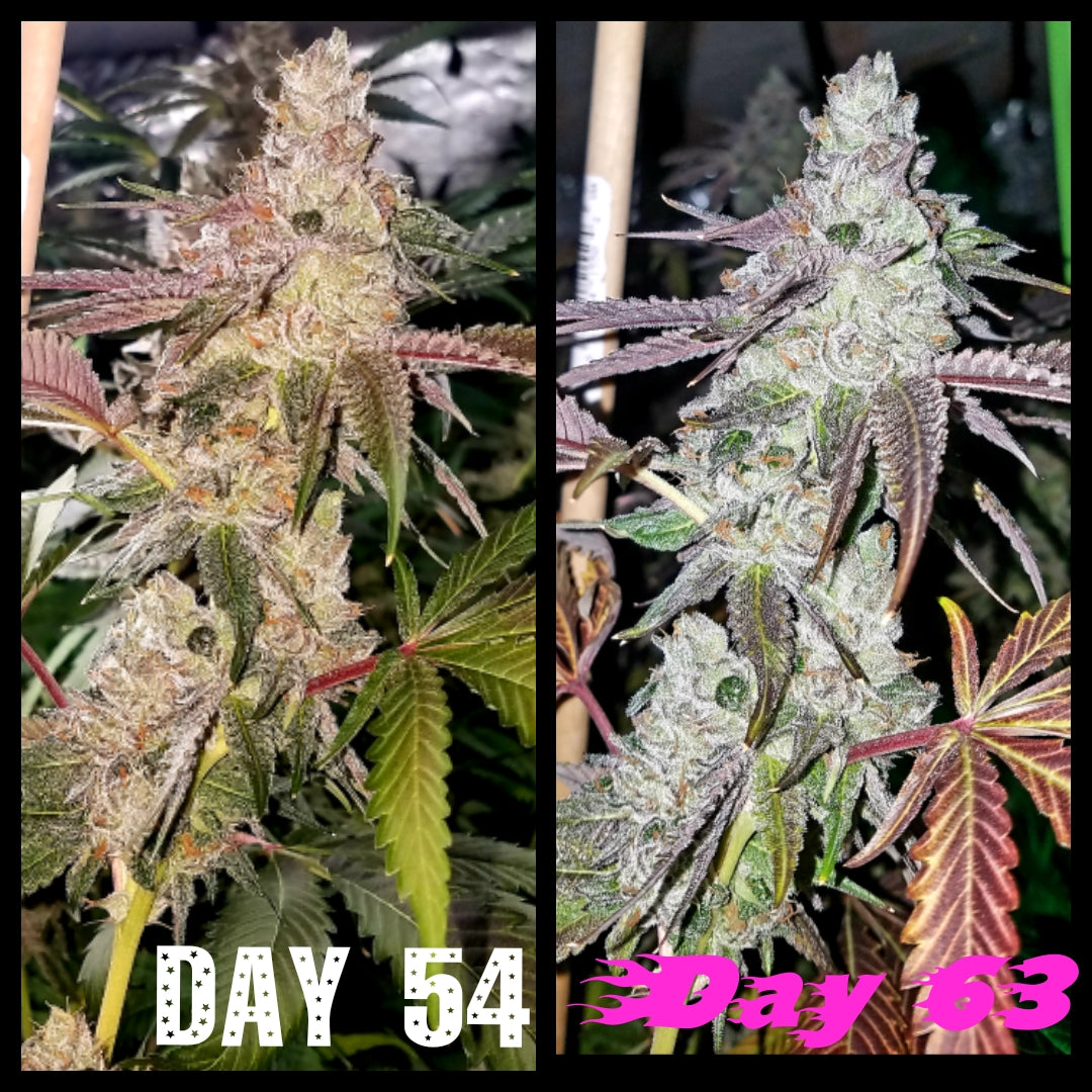 White Runtz Feminized Cannabis Seeds