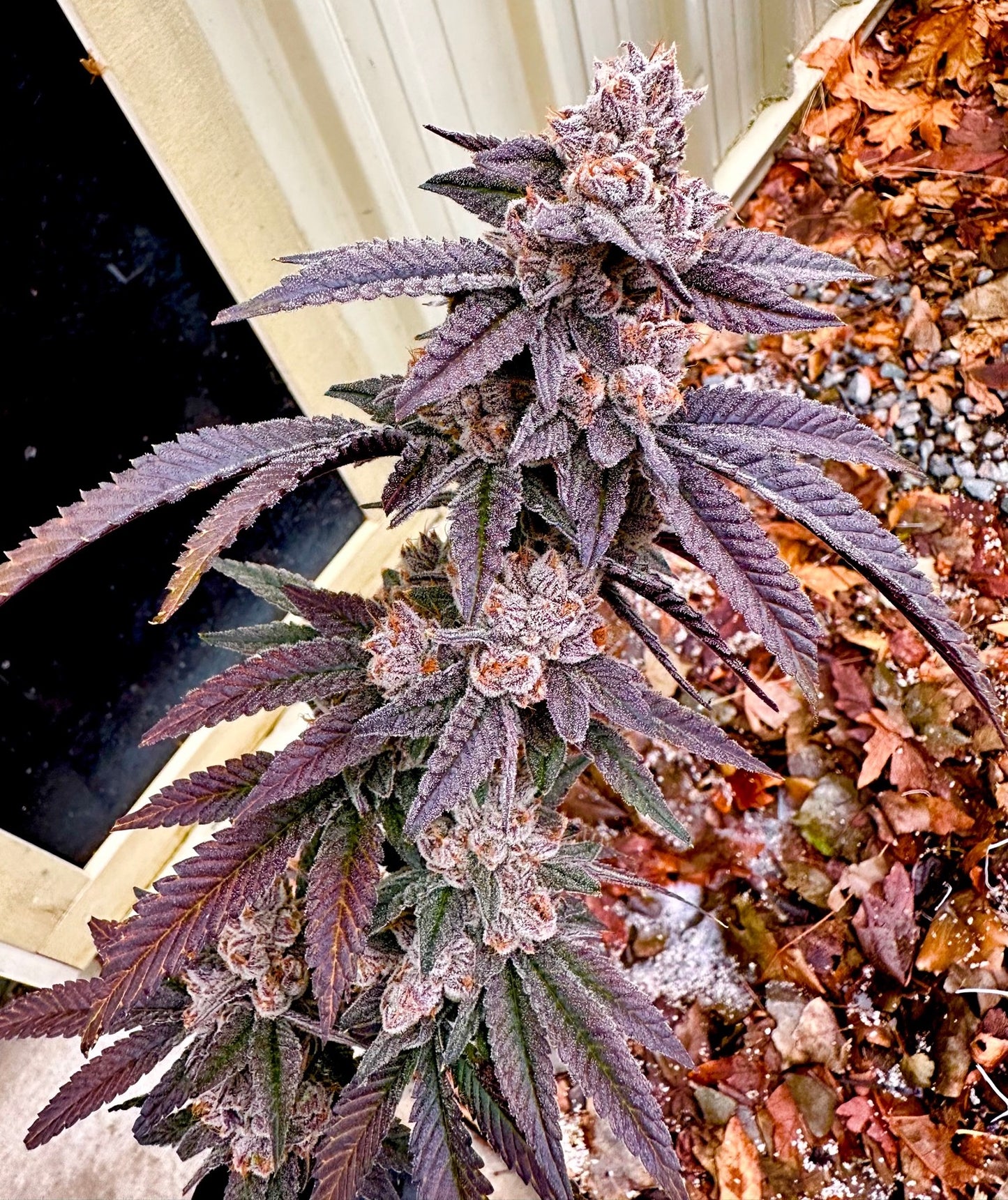 Yikes (Lemon Cherry Gelato x Falcon-9) Exotic Genetix