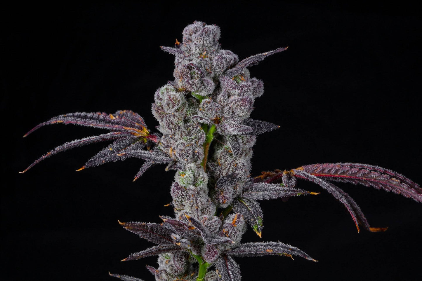 Lollipopz (Red Velvet Runtz x Lemon Cherry Gelato) LIT FARMS