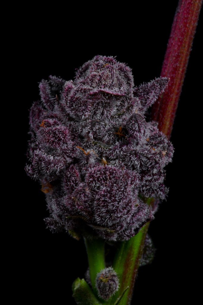 Lemon Cherry Pie (F)