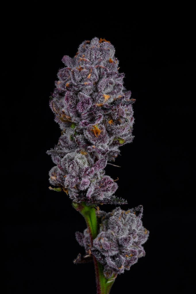 Lemon Cherry Pie (F)
