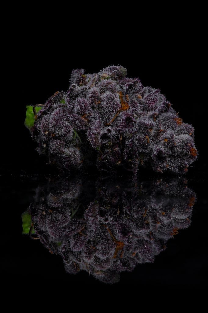 Lit Farms Lemon Cherry Pie Seeds