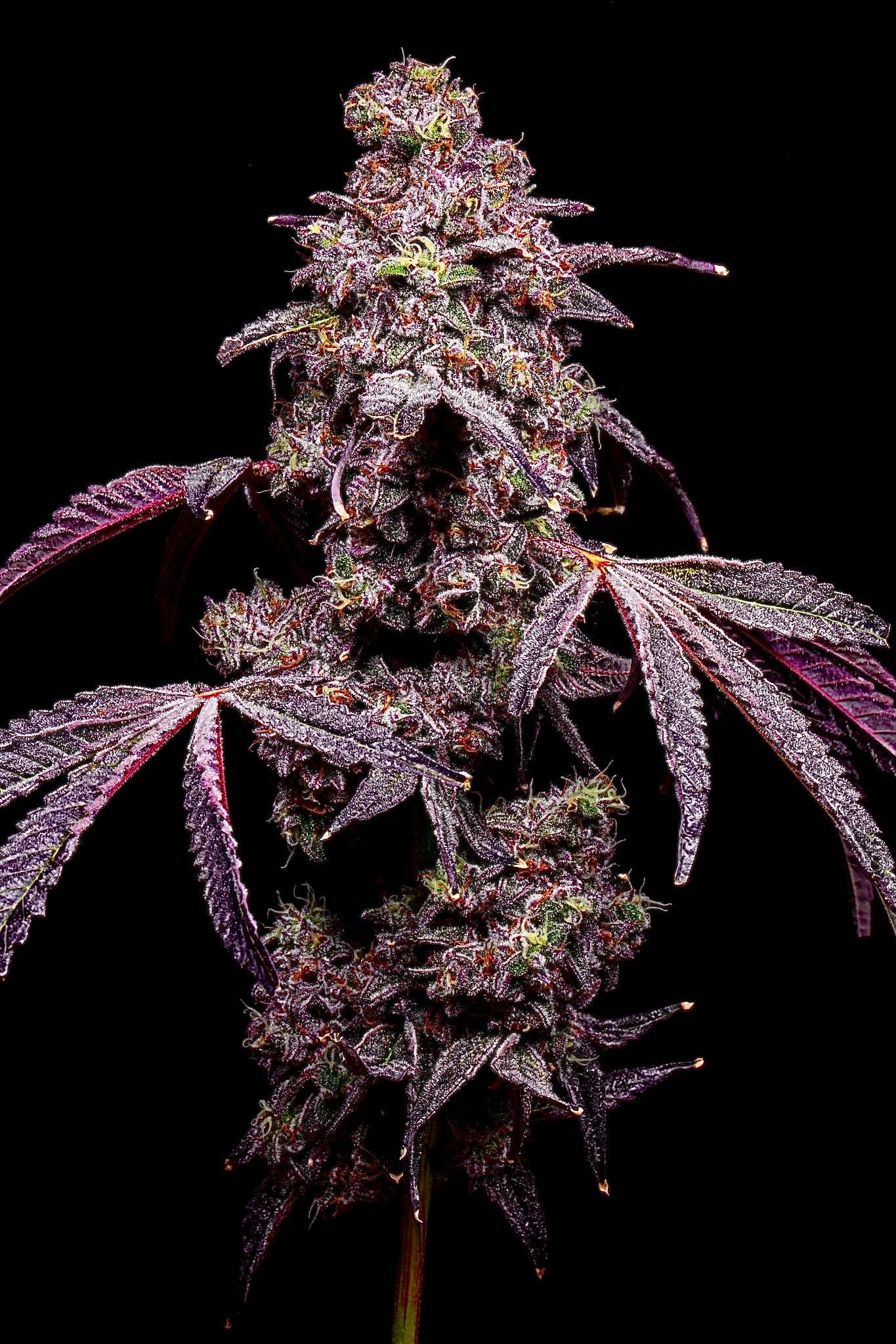 Popsicles (Ice Cream Runtz x Lemon Cherry Gelato) LIT FARMS