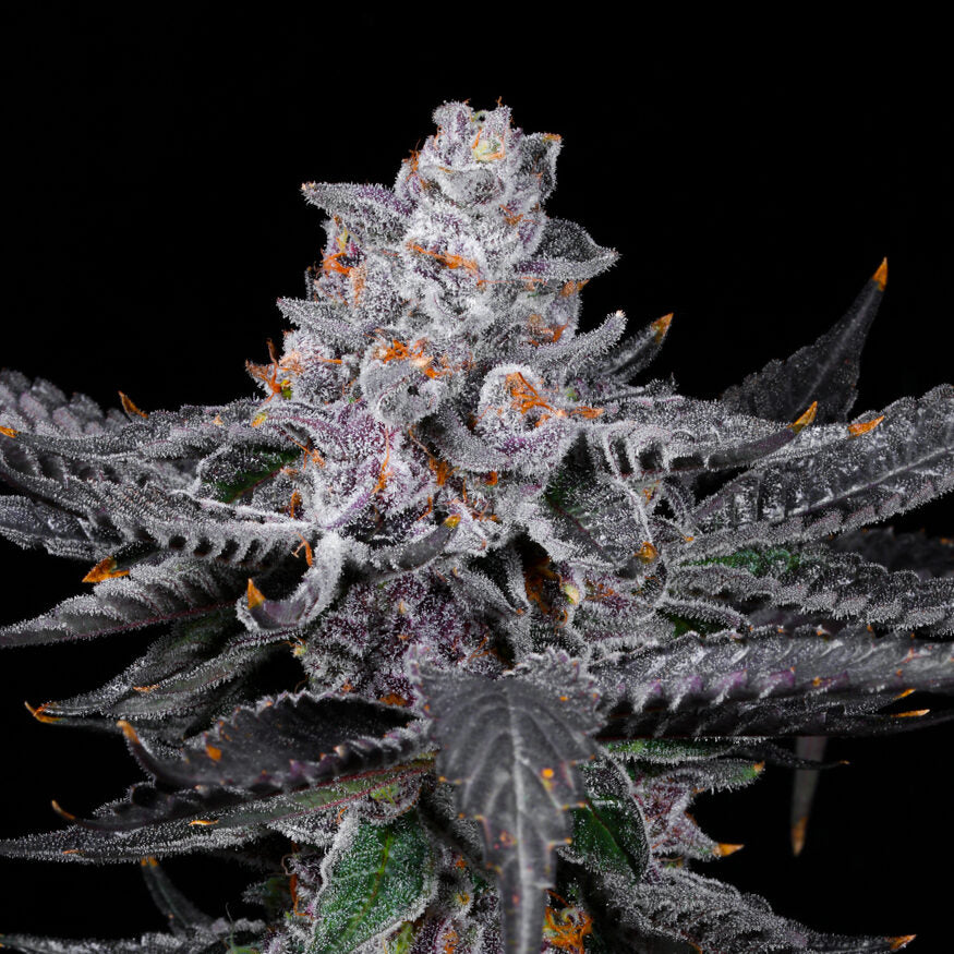 RAINBOW ZOAP (RS-11 x ZOAP) LIT FARMS SEEDS