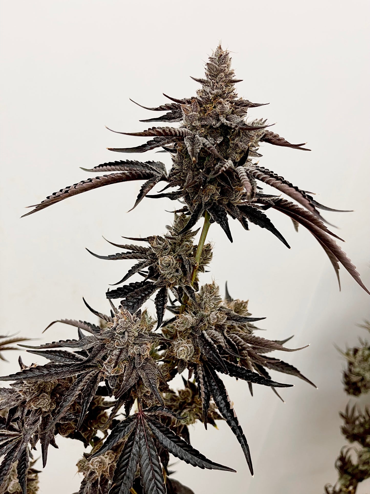 Red Rager (Red Pop x Falcon-9) Fems
