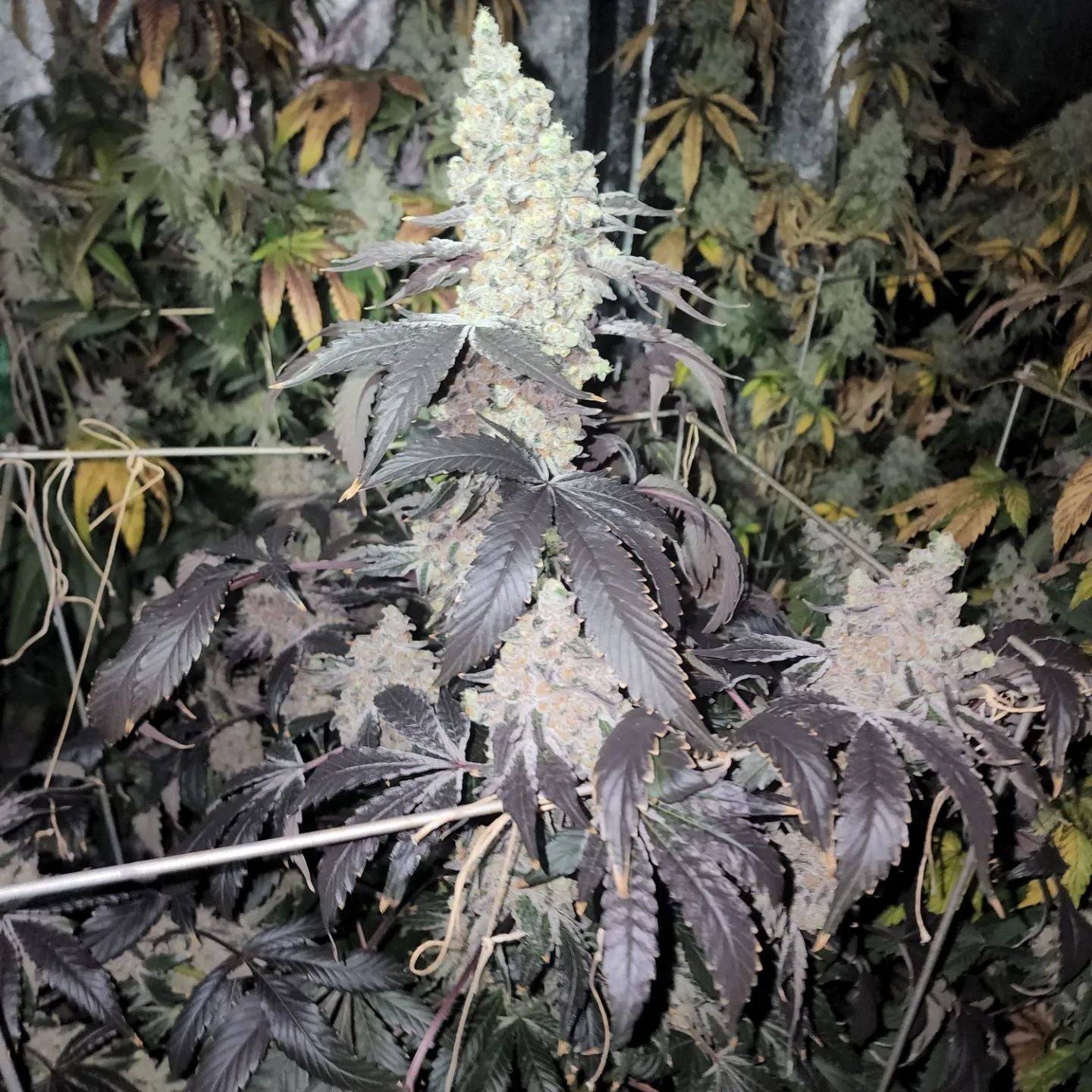 Supreme Snowman (F)
