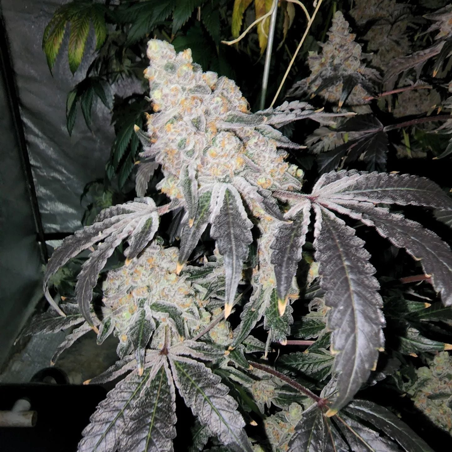 Supreme Snowman (F)