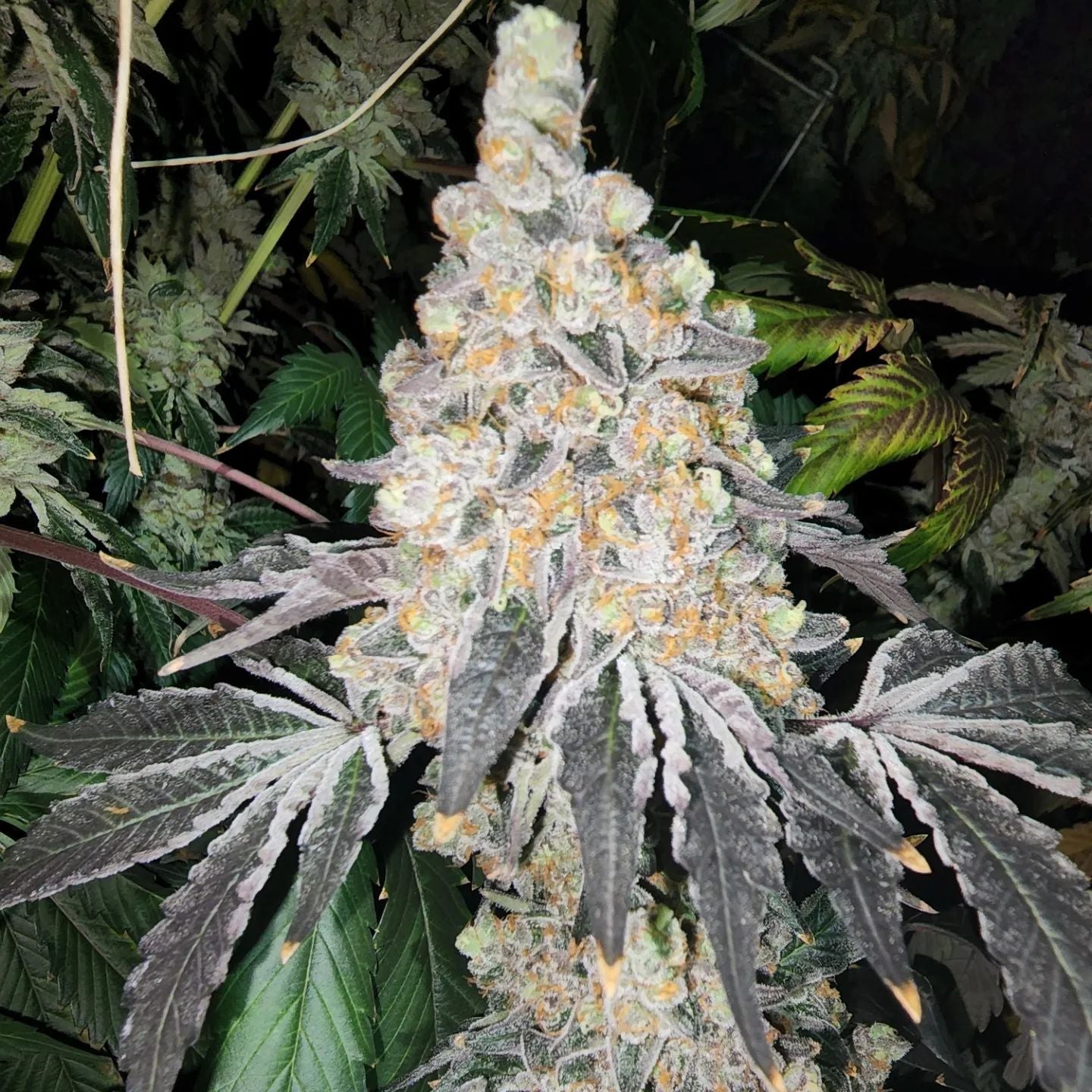 Supreme Snowman Cannarado Genetics