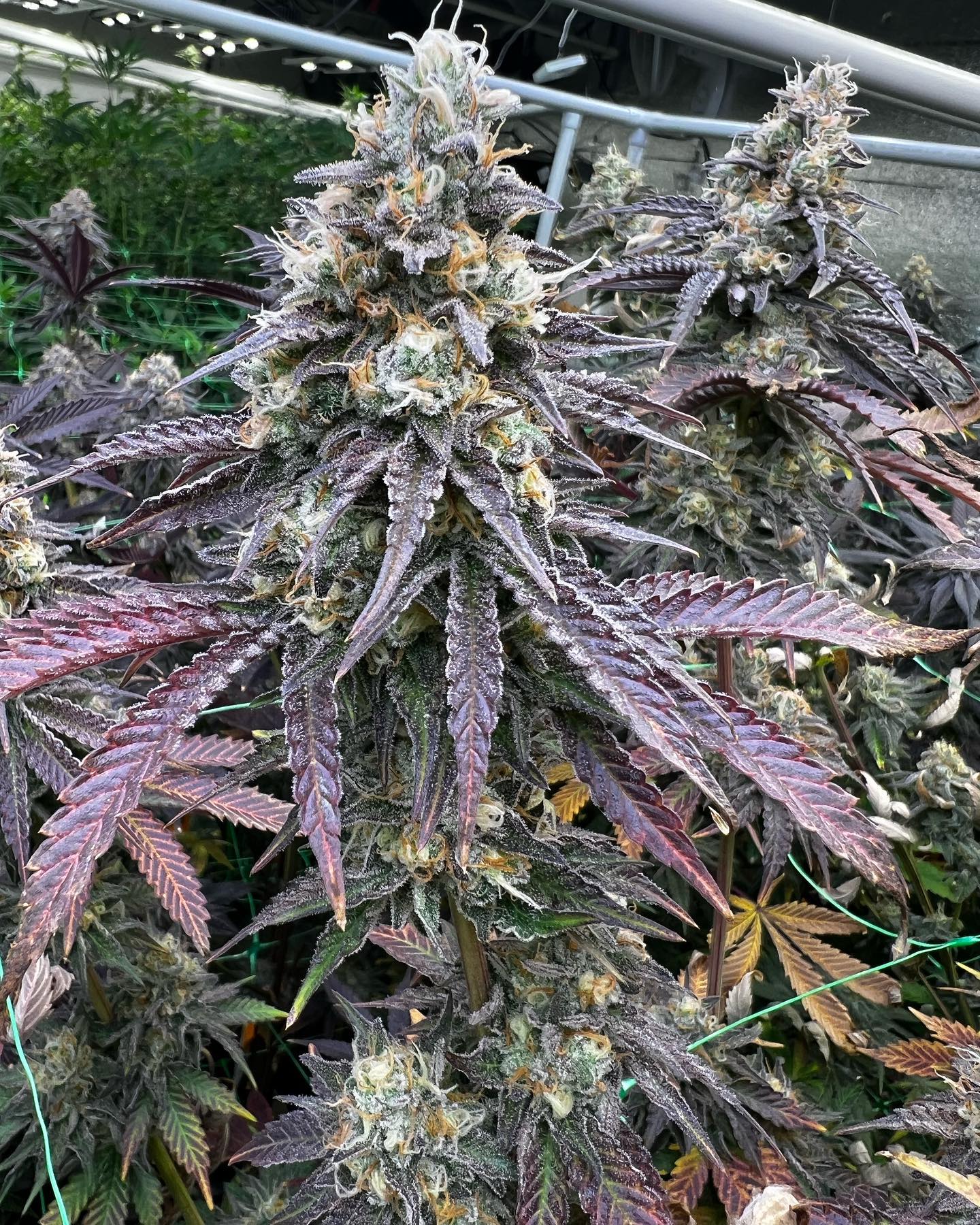Tropical Slushee (Snowman x Papaya) Cannarado Genetics seeds