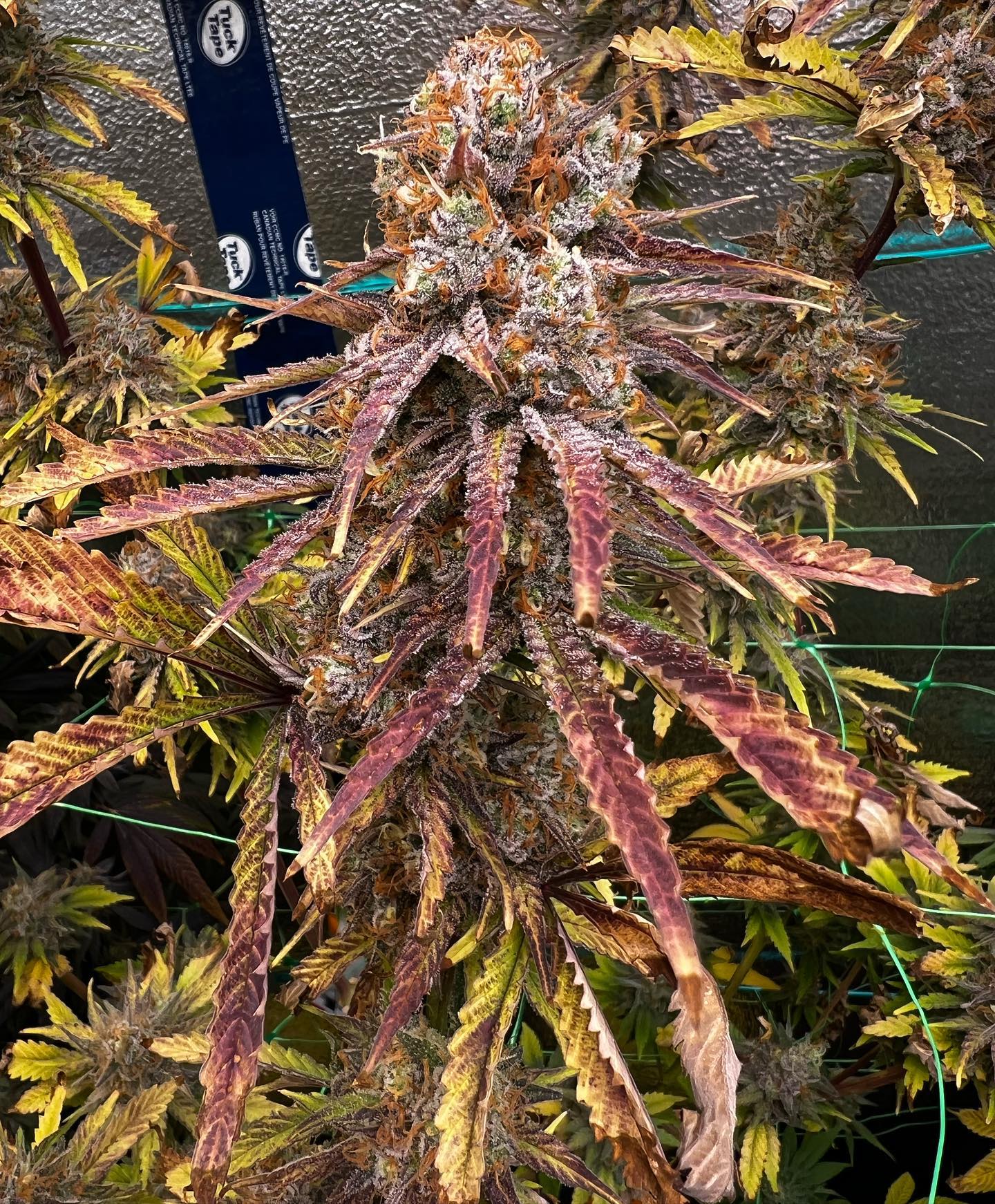 Tropical Slushee (Snowman x Papaya) Cannarado Genetics seeds