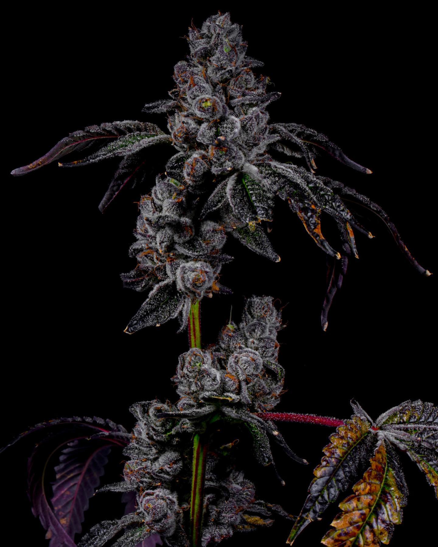 LEMON CHERRY BELTS (FEM)