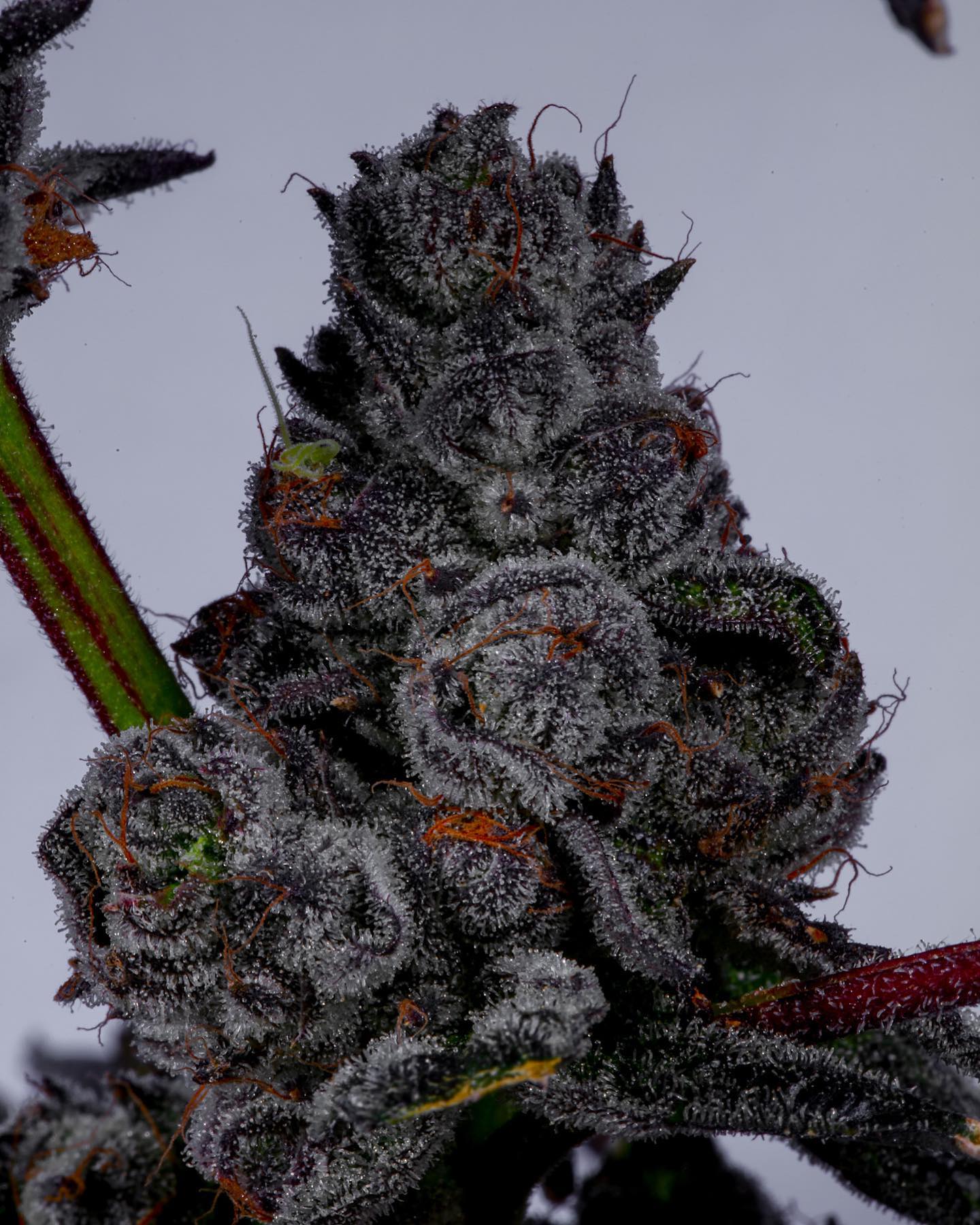 LEMON CHERRY BELTS (FEM)