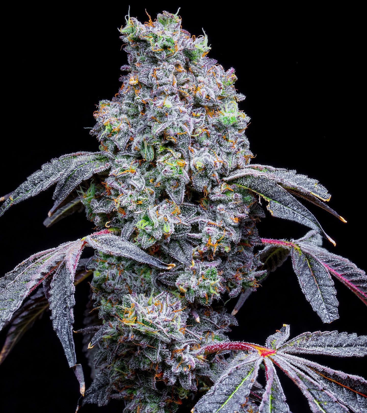 Lit Farms Lemon Cherry Mints Seeds